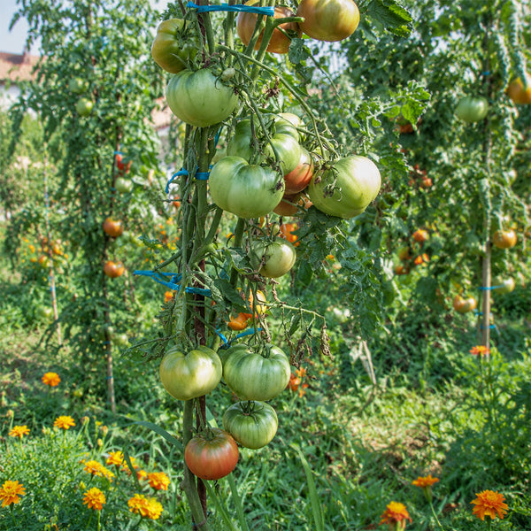 46 Charbonniere du Berry Tomato, 5 Seeds