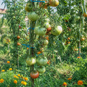 46 Charbonniere du Berry Tomato, 5 Seeds
