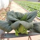 'Black General' Bok Choy Seeds, 10g