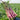 'Jiuhua' Flowering Stalk Seeds, 10g