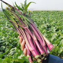 'Jiuhua' Flowering Stalk Seeds, 10g
