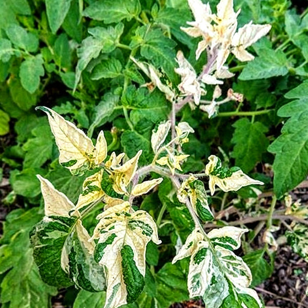 781 Variegated Potato Leaf Cherry Tomato, 5 Seeds