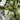 Emerald No.9' Dark Green Sweet Melon Seeds, 50 Seeds