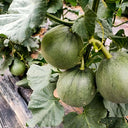 Emerald No.9' Dark Green Sweet Melon Seeds, 50 Seeds