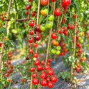 389 Black Strawberry Tomato, 5 Seeds