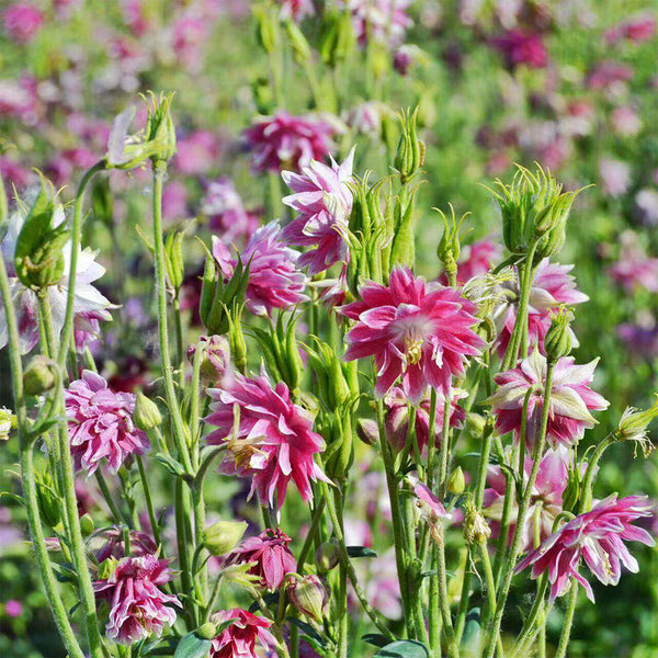 Hezhichun Aquilegia 'Barlow' Seeds, 1g