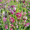 Hezhichun Aquilegia 'Barlow' Seeds, 1g