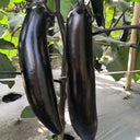 Spring-Autumn Long Eggplant Seeds, 0.5g