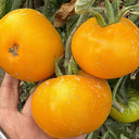 'Yellow Beauty' Beefsteak Tomato, 10 Seeds