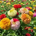 W1354 Peppermint Stick Zinnia Mix, 100 Seeds