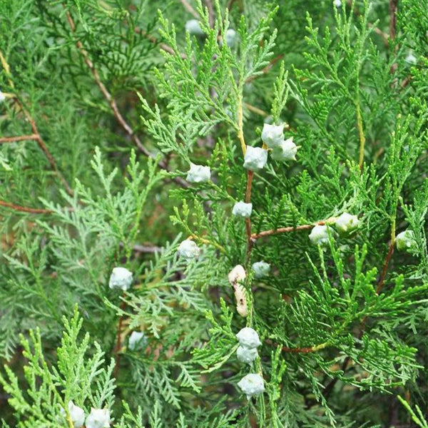 Chinese Arborvitae (Platycladus orientalis), 100 Seeds