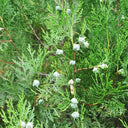 Chinese Arborvitae (Platycladus orientalis), 100 Seeds