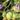 Blue Pear Tomato, 10 Seeds