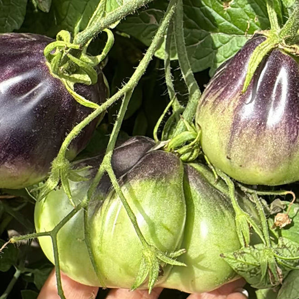 Blue Pear Tomato, 10 Seeds