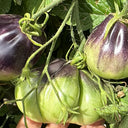 Blue Pear Tomato, 10 Seeds