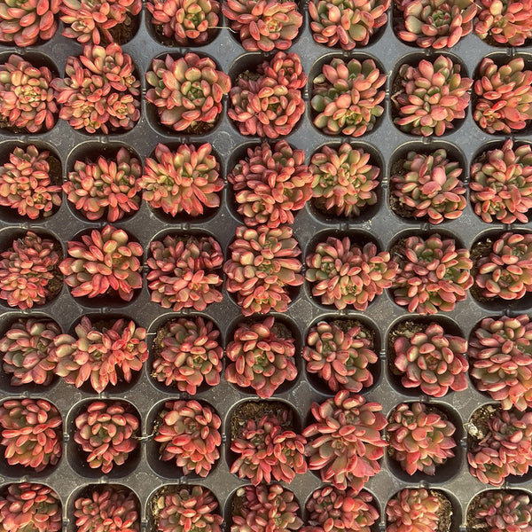 Sedeveria 'Pink Ruby', 3pcs x 1-head