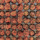 Sedeveria 'Pink Ruby', 3pcs x 1-head