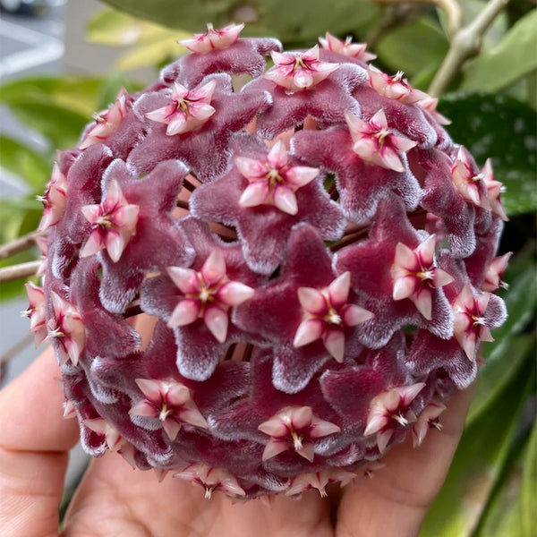 Hoya pubicalyx 'Red Button', 2 Cuttings