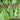 Agricultural Research Round-Leaf Lettuce Seeds, 10g
