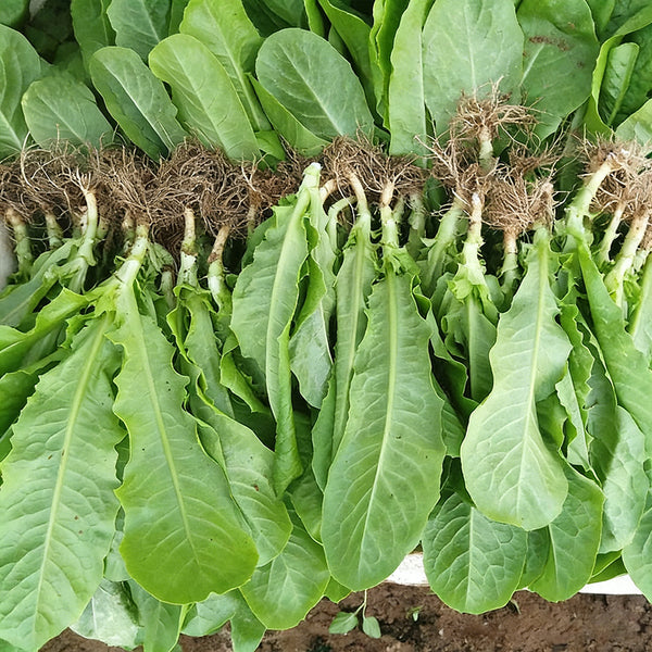Agricultural Research Round-Leaf Lettuce Seeds, 10g