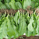 Agricultural Research Round-Leaf Lettuce Seeds, 10g