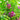 Bush Clover, 200 Seeds