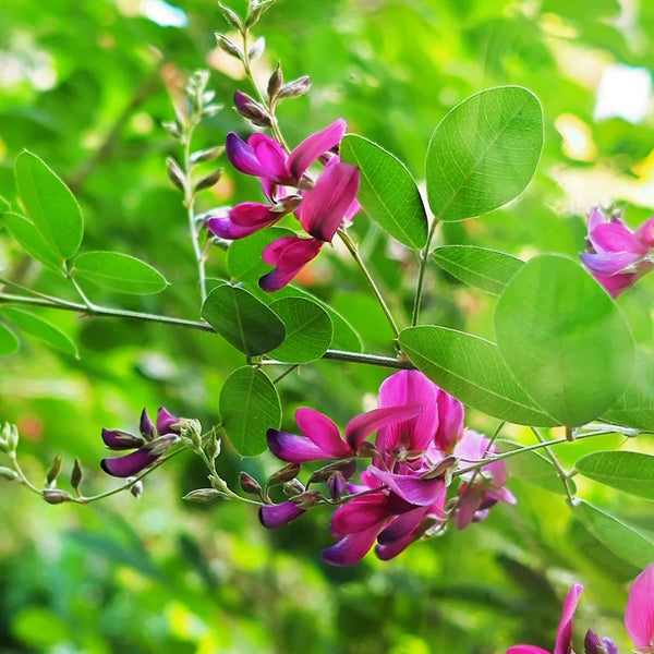 Bush Clover, 200 Seeds