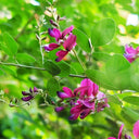 Bush Clover, 200 Seeds