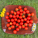 Minusinsk Red Cherry Tomato Seeds, 5 Seeds