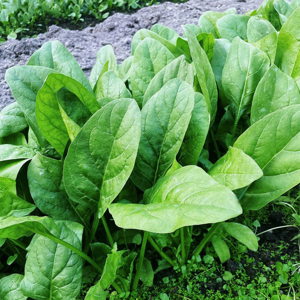 'Jinbote No.26' Spinach Seeds, 10g