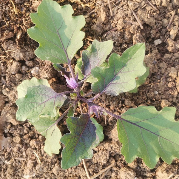 'Heiguiren' Long Eggplant Seeds, 50 Seeds