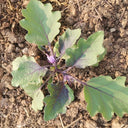 'Heiguiren' Long Eggplant Seeds, 50 Seeds