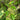 Gurmar, 20 Seeds