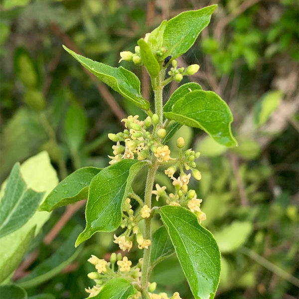 Gurmar, 20 Seeds