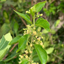 Gurmar, 20 Seeds