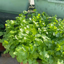 Farmhouse Large-leaf Cilantro Seeds, 50g