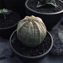Euphorbia obesa Succulent, 2-3cm