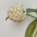 Hoya latifolia, 2 Cuttings
