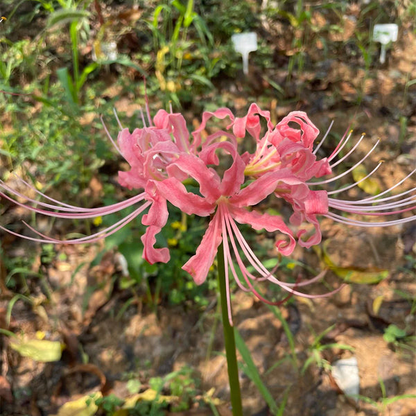 Hubei Pink Lycoris, 1 Bulb