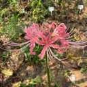 Hubei Pink Lycoris, 1 Bulb