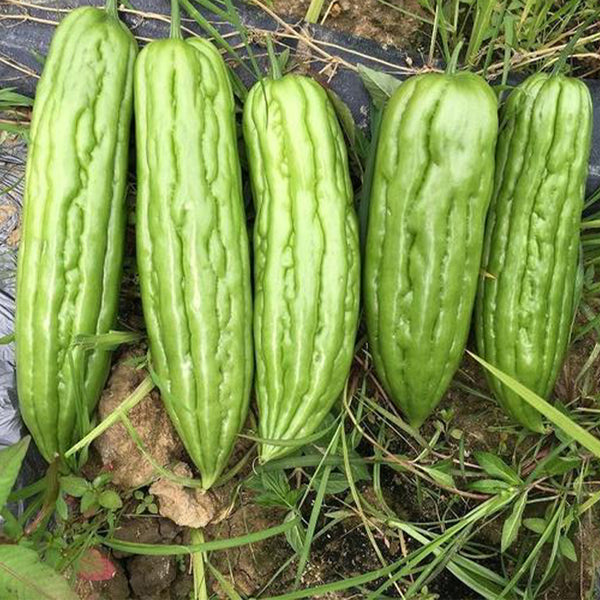 'Xinjinxiu No.12' Bitter Melon, 50 Seeds