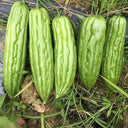 'Xinjinxiu No.12' Bitter Melon, 50 Seeds