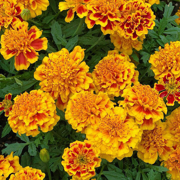 Dwarf French Marigold, 300 Seeds