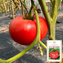 Red Brandywine Beefsteak Tomato, 10 Seeds