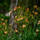 Blackberry Lily Seeds, 10g