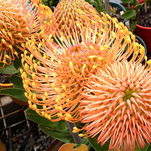 Orange Pincushion Protea, 2 Seeds