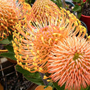Orange Pincushion Protea, 2 Seeds
