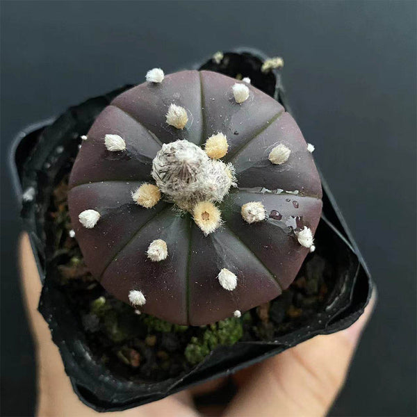 Astrophytum asterias 'Purple Skin', 2-3cm