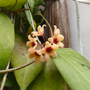 Hoya cutis-Porcelana, 3 Cuttings