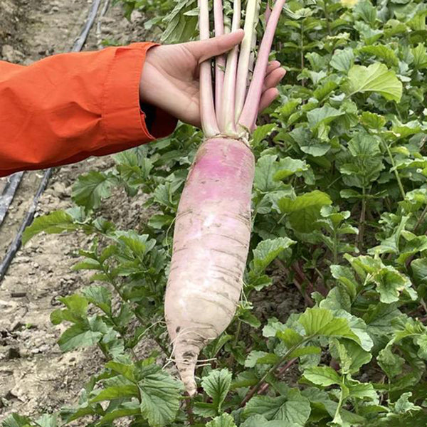 East Sea Fruit Radish Seeds, 5g